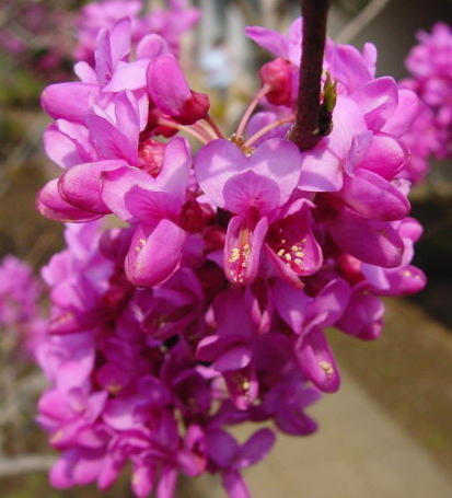 跡見群芳譜(外来植物譜 ハナズオウ)